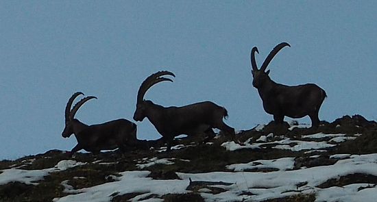 Ibex